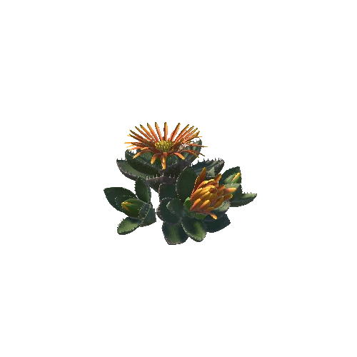Flower_Faucaria tigrina2 2